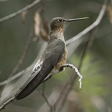 Colibri géant