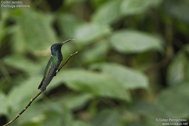 Colibri jacobin mâle, identification