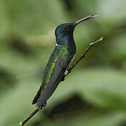 White-necked Jacobin