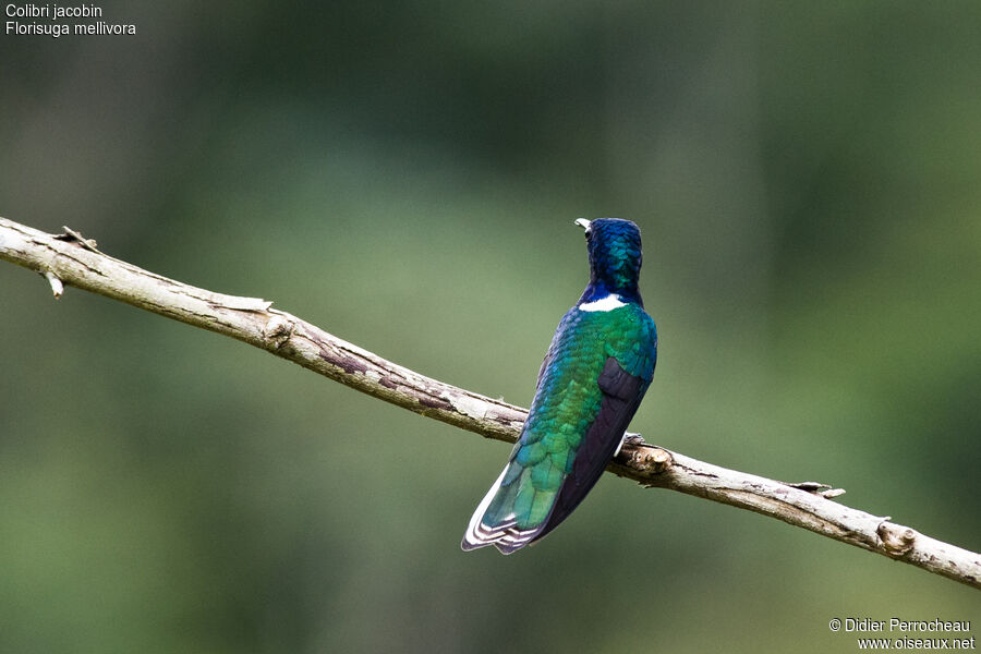 White-necked Jacobin