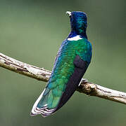 White-necked Jacobin