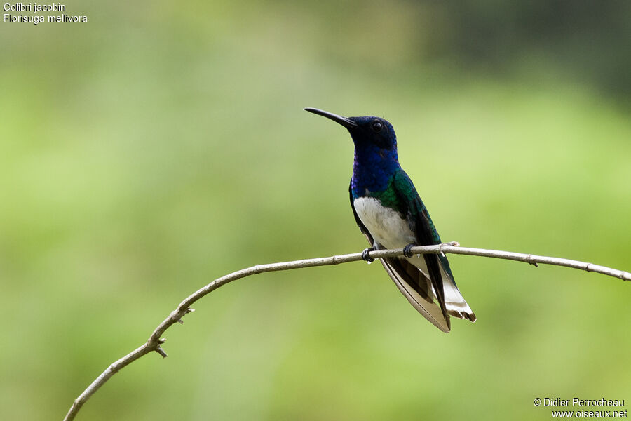 White-necked Jacobin