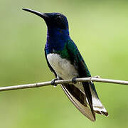 White-necked Jacobin