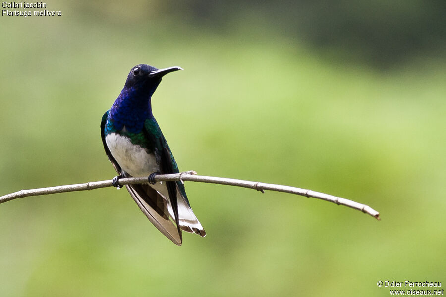 Colibri jacobin