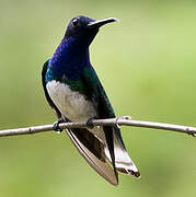 White-necked Jacobin