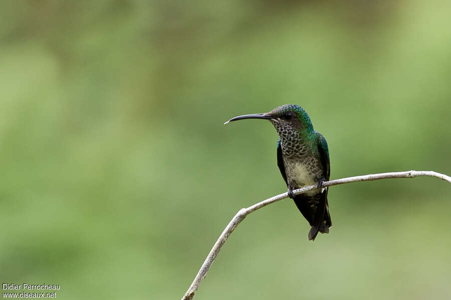 Colibri jacobin femelle adulte, identification