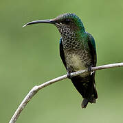 White-necked Jacobin