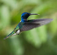 White-necked Jacobin