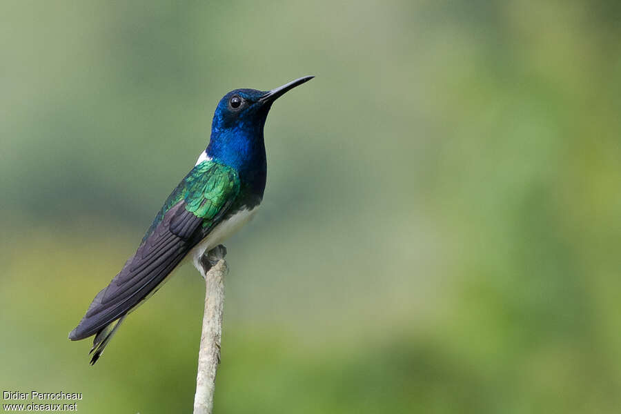 White-necked Jacobin male adult breeding, identification