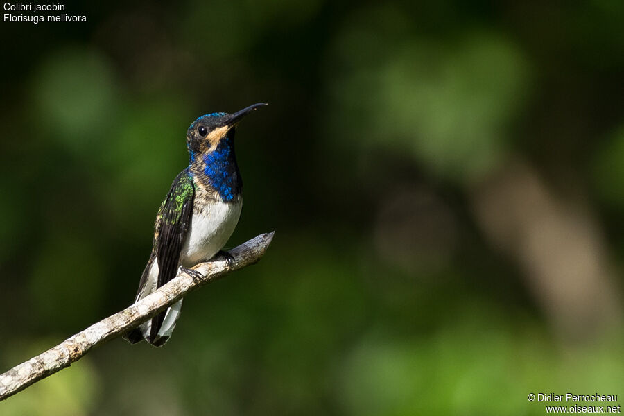 White-necked Jacobin male juvenile