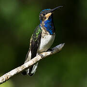 White-necked Jacobin