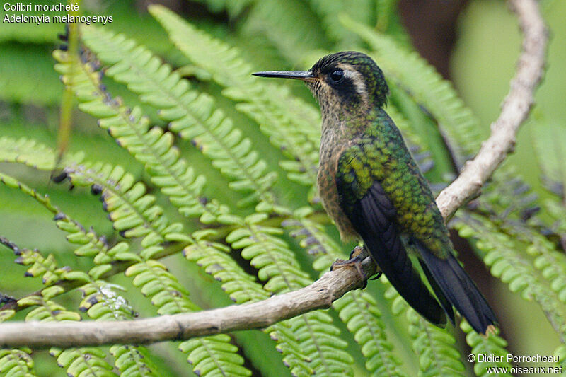 Colibri mouchetéadulte, identification