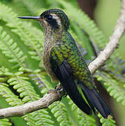 Colibri moucheté