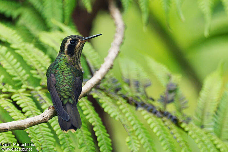 Speckled Hummingbirdadult, pigmentation