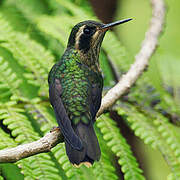 Colibri moucheté