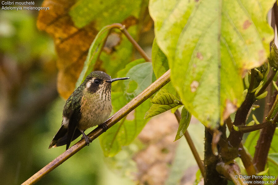 Speckled Hummingbird