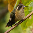 Colibri moucheté