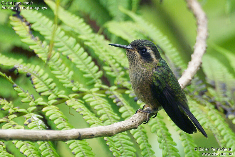 Speckled Hummingbird, identification