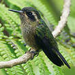 Colibri moucheté