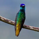Colibri oenone