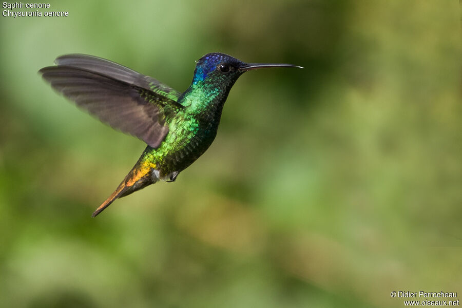 Colibri oenone mâle, adulte, vol
