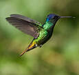 Colibri oenone