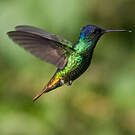 Colibri oenone