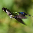 Colibri oenone