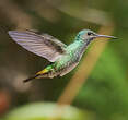 Colibri oenone