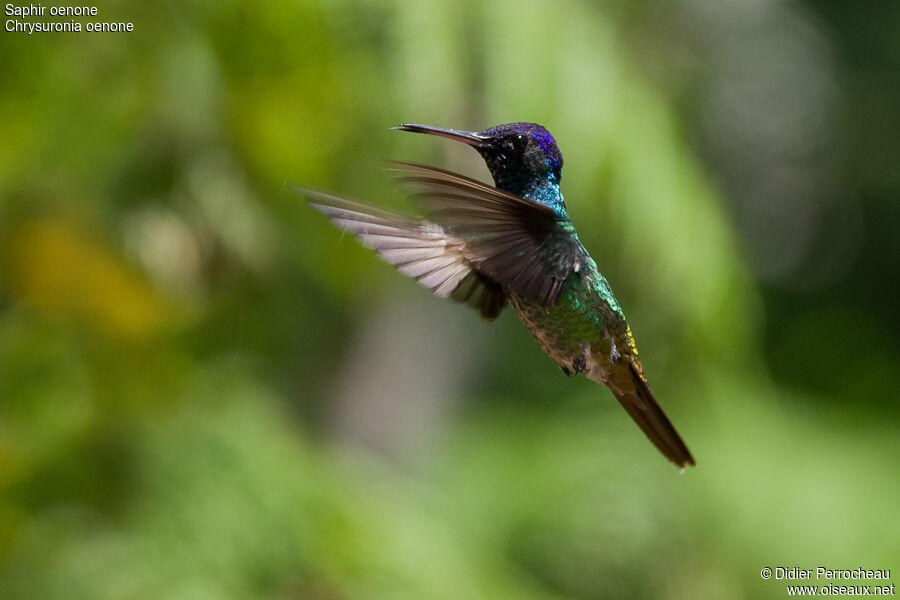 Colibri oenone