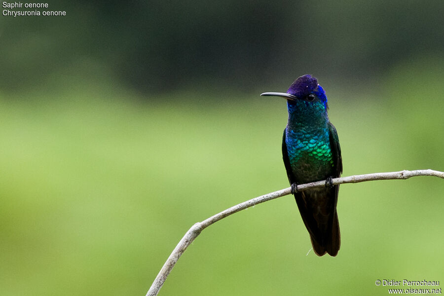 Colibri oenone