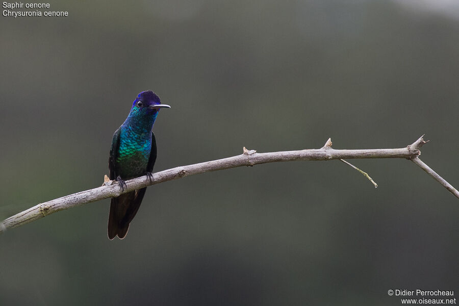 Colibri oenone