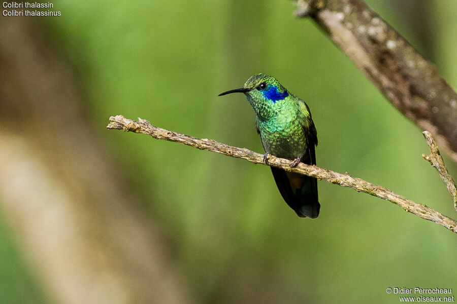 Colibri thalassin