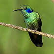 Colibri thalassin