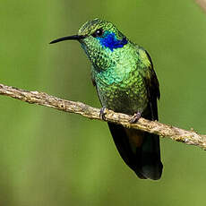 Colibri thalassin