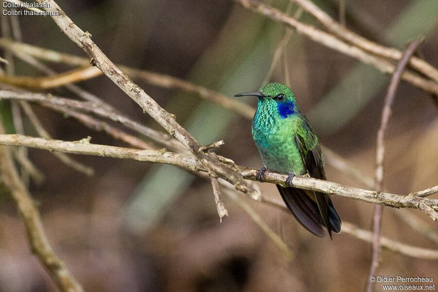 Mexican Violetear