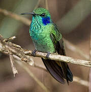 Mexican Violetear