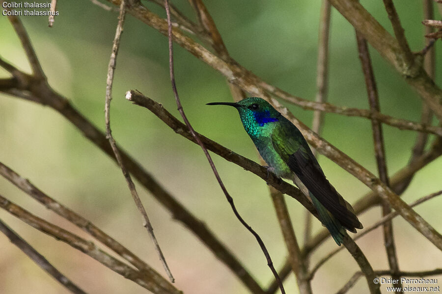 Mexican Violetear