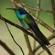 Mexican Violetear