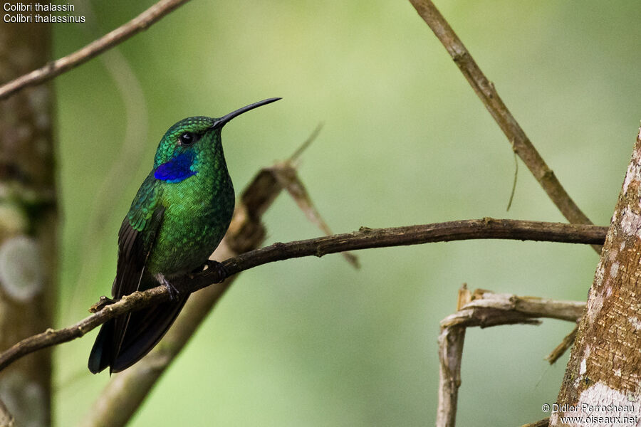 Colibri thalassin