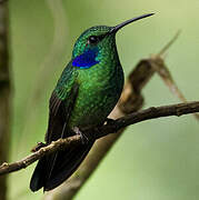 Mexican Violetear