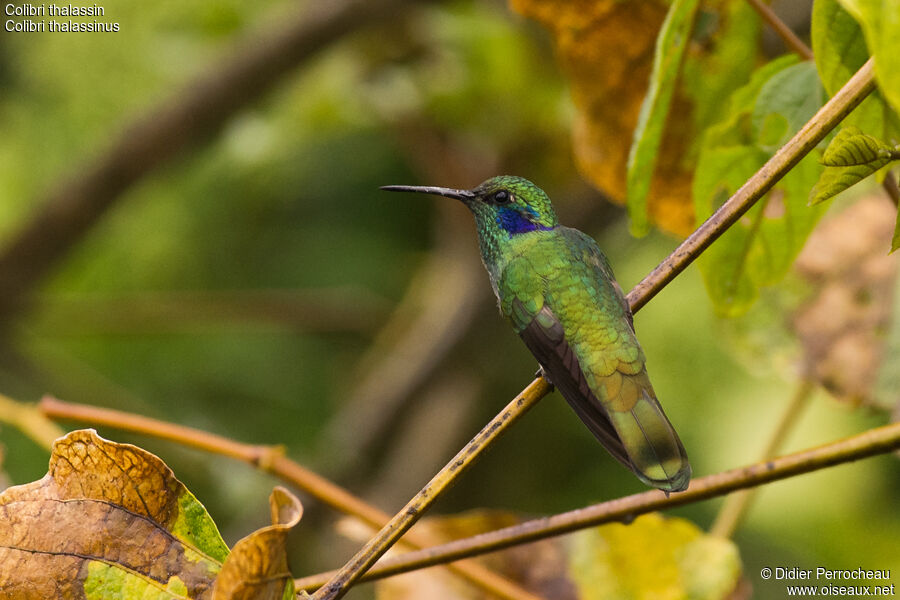 Mexican Violetear