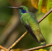 Colibri thalassin