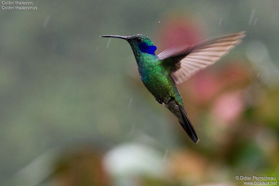 Colibri thalassin