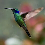 Mexican Violetear