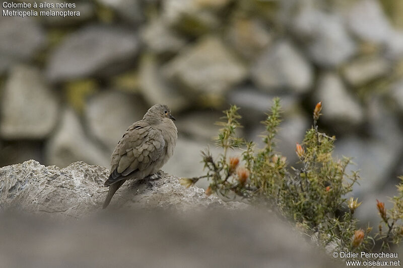 Black-winged Ground Dove, identification