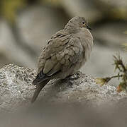 Black-winged Ground Dove