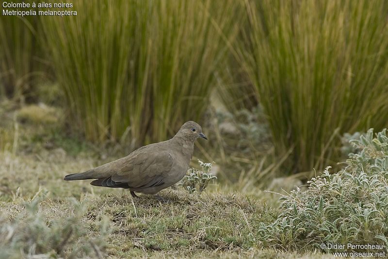 Black-winged Ground Dove, identification