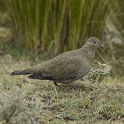 Black-winged Ground Dove