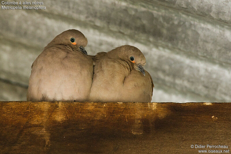 Black-winged Ground Dove